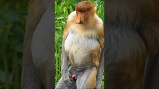 The Enigmatic Proboscis Monkey Unraveling Its Nasal Mysteries monkey shorts animals [upl. by Enimsaj]