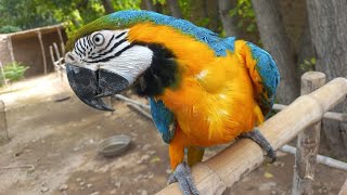 Macaw parrot  Blue and Gold macaw  Macaw parrot [upl. by Kakalina275]