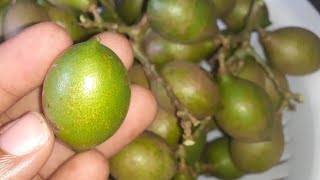 Spanish Limes  Melicoccus bijugatus [upl. by Kilah]