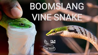 Deadly venomous snakes of Africa  Boomslang and vine snakes or twig snakes venom extraction [upl. by Ynhoj]