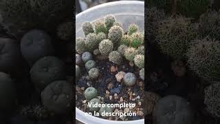 Lophophora cactus cactus lophophora lophophorawilliamsi tips [upl. by Naujyt]