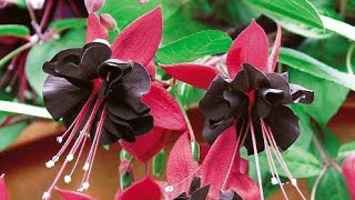 16 Best Fuchsia Varieties for Hanging Baskets and Pots [upl. by Zoarah]