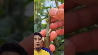 Simple cara grafting fruit plants [upl. by Tuckie]