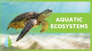 AQUATIC ECOSYSTEMS 🏝️🐠 Characteristics TYPES and Examples [upl. by Enelra]