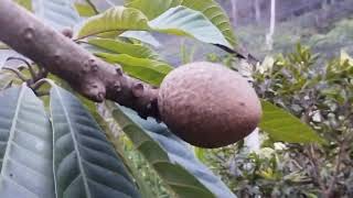 frutíferas produzindo em vaso ubaia vermelha Cambucá estrela do norte mamey achachairu fruta milagre [upl. by At]