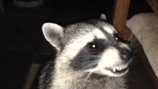 Raccoon Attacks Cam  Closeup [upl. by Mona]