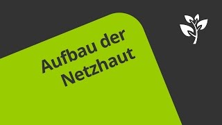 Aufbau der Netzhaut leicht erklärt  Biologie  Mensch [upl. by Eugen]