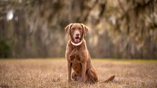 Preventing Obesity in Chesapeake Bay Retrievers [upl. by Lot]