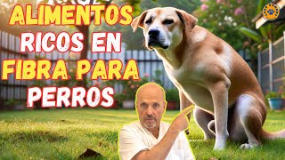 💝 ALIMENTOS RICOS EN FIBRA PARA PERROS 💝 [upl. by Geno16]