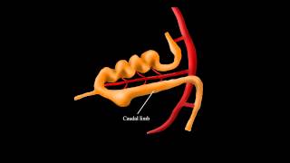 Embryological Rotation of the Midgut [upl. by Nittirb]