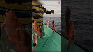 Catching Abundant Rosy Snapper Fish in the Deep Sea fishing fishingvideo oceanfishing [upl. by Eeleimaj988]