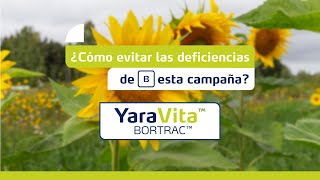 AR  ¿Cómo evitar las deficiencias de boro en girasol [upl. by Nuy]