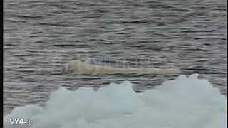 Polar Bears Swimming 9741 [upl. by Pasadis]