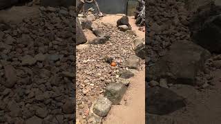 Meerkat Plays with Food Enrichment Ball meerkat enrichment [upl. by Asenad]