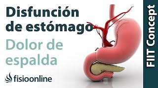 Disfunciones de estómago y dolor de espalda dorsal cervical hombro  Causas y tratamiento [upl. by Issim]