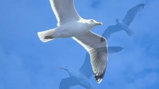 Чайка по имени Джонатан Ливингстон  Jonathan Livingston Seagull v02 [upl. by Thissa]