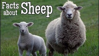 Sheep Facts for Kids  Classroom Learning Video [upl. by Tav]