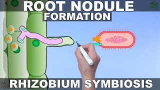 Root Nodule Formation  Mechanism [upl. by Elenaj]