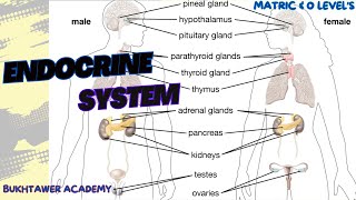 Endocrine System  Matric amp Olevels  biology [upl. by Inaliel]