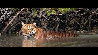 THE BEST SUNDERBAN NATIONAL PARK amp TIGER RESERVE  WEST BENGAL  INDIA [upl. by Care]