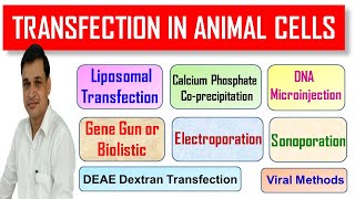 Transfection methods for animal cells [upl. by Yeblehs168]