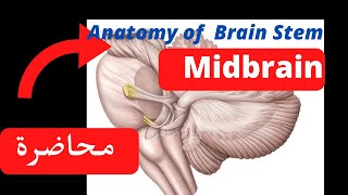 Anatomy of brain stem midbrain and interpeduncular fossa [upl. by Gennifer]