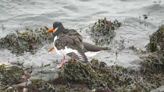 Eurasian Oystercatcher Haematopus ostralegus Rozenburg ZH the Netherlands 10 Nov 2024 22 [upl. by Hanah61]