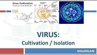 Virus CultivationIsolation Animal Embryonated ChickenDuck egg Cell amp Tissue culture MALAYALAM [upl. by Ainatnas690]