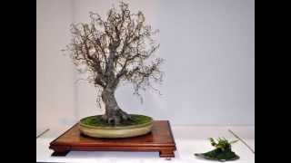 Bonsai Europa 2015  Contorted Hazel [upl. by Arvad]