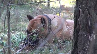 Dogo Canario [upl. by Mcgraw881]