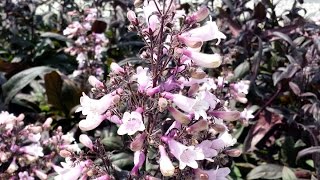 Best Perennials Penstemon Dark Towers Beardtongue [upl. by Kirt]