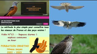 Oiseaux de France 13  rapaces diurnes dhiver avec la Formation Ornitho [upl. by Kiersten109]