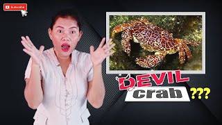 Facts about Zosimus Aeneus l The Devil Crab [upl. by Sheryle]