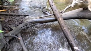 Chased By Angry Beaver After Draining Swamp [upl. by Flaherty]