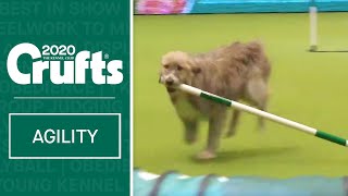 Hilarious Rescue dog Kratu steals the show and a pole [upl. by Aniras]