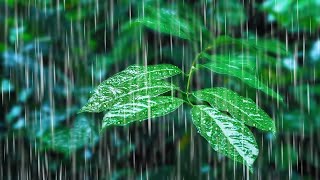 Rainfall on Forest Foliage  Rainstorm Sounds for Sleeping [upl. by Jaco]