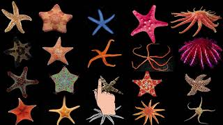 Different types of starfish [upl. by Nigel731]