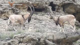 Ibex fighting in Kirthar National Park Pakistan [upl. by Ised37]