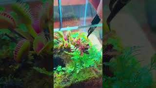 followup video carnivorous terrarium feeding sundrew mossdecor terrariumdiy [upl. by Nyrraf]