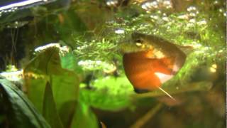 Trichogaster chuna  Honey gourami [upl. by Adnolehs]