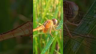 Insect view shorts shortsfeed insect [upl. by Farra515]