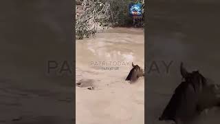 🐎 El increíble rescate de un caballo en Cártama Málaga en plena inundación noticias [upl. by Joane]