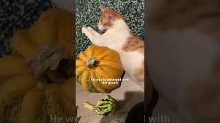 Cat Is Obsessed With Pumpkin  The Dodo [upl. by Liman256]