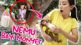 NEMU BAYI MONYET DI POHON  HEWAN LUCU MINUM SUSU  Vlog Lucu  CnX Adventurers [upl. by Kcirrem]