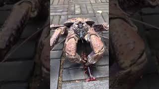 Epic Lobster vs Coconut Crab Battle [upl. by Duane]