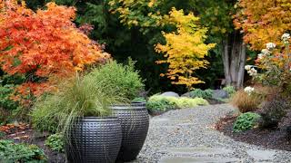 Garden Design Japanese Maple  Garden Design Ideas [upl. by Prosper]