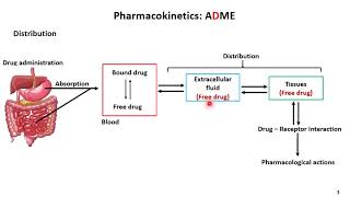 Chapter 01 Introduction and Pharmacokinetics lecture 3 [upl. by Brewer139]