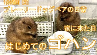 ～1分動画無音～家に来てはじめてゴハンを食べるプレーリードッグ Prairie dogs eating their first meal after coming to my house 2 [upl. by Suneya]