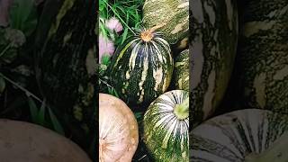 ORGANIC SQUASHES FROM THE JAMAICAN BACKYARD GARDEN gardening harvest growyourownfood butternut [upl. by Bora441]