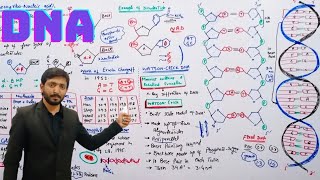 Deoxyribonucleic acid DNA structure Composition  Biology 11th  Chapter 2  Lecture 15 [upl. by Shepperd]